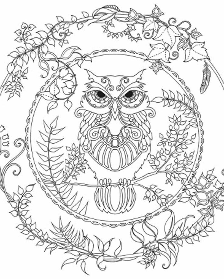 Printable Owl Coloring Pages For Adults
 Free Owl Adult Coloring Pages To Print Coloring Home