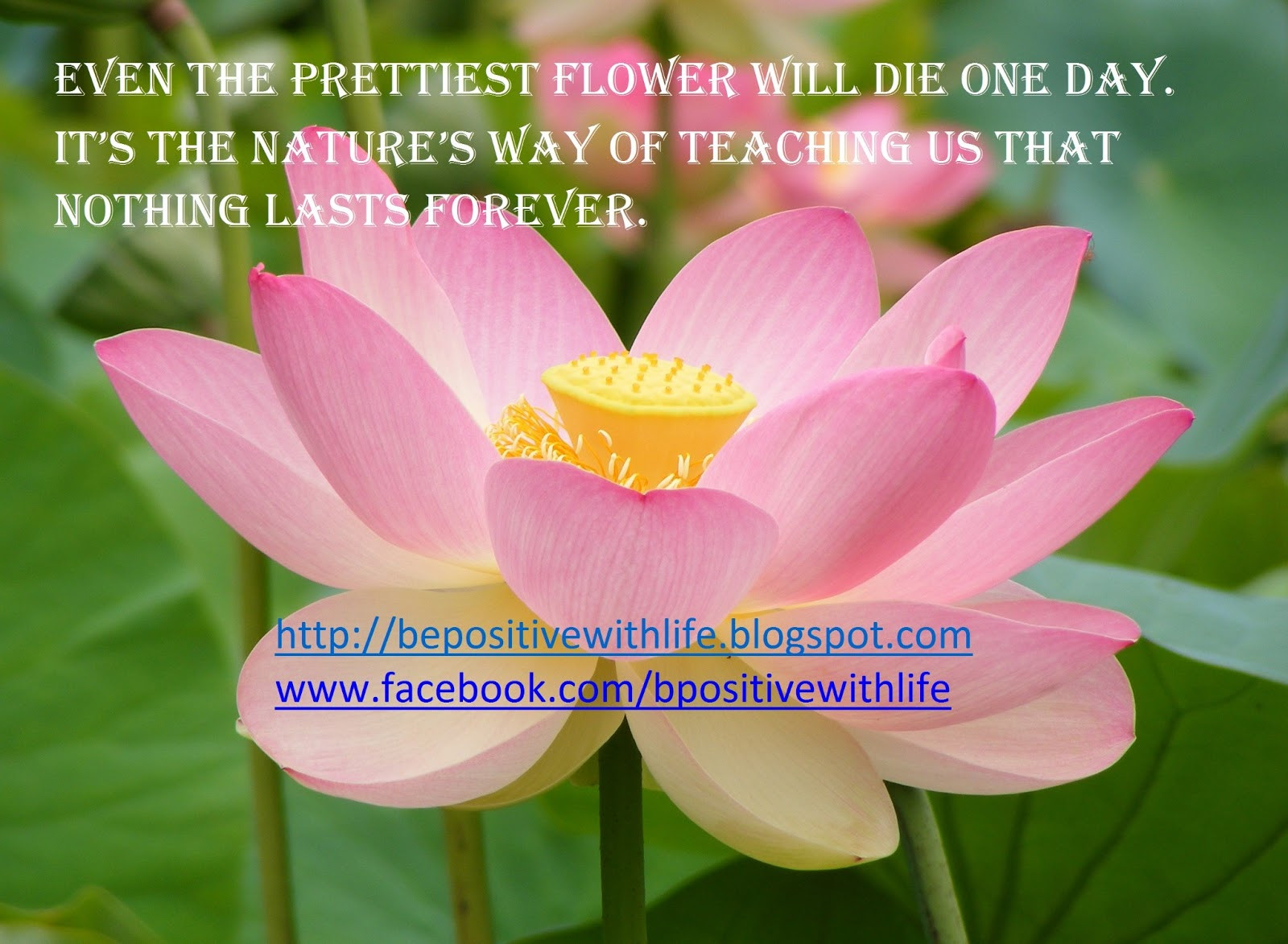 Quote About Flowers And Life
 Be Positive With Life BE POSITIVE WITH LIFE QUOTES FLOWERS