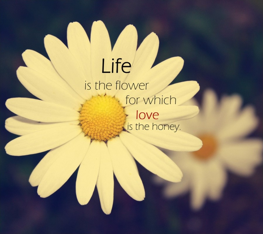 Quote About Flowers And Life
 Flower Quote Quote Number