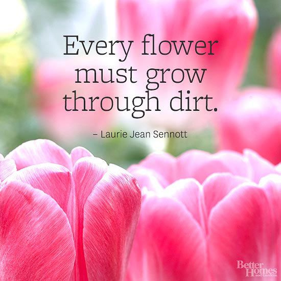 Quote About Flowers And Life
 Flower Quotes