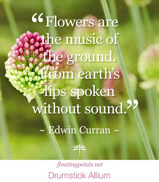 Quote About Flowers And Life
 26 Flower Quotes flowers