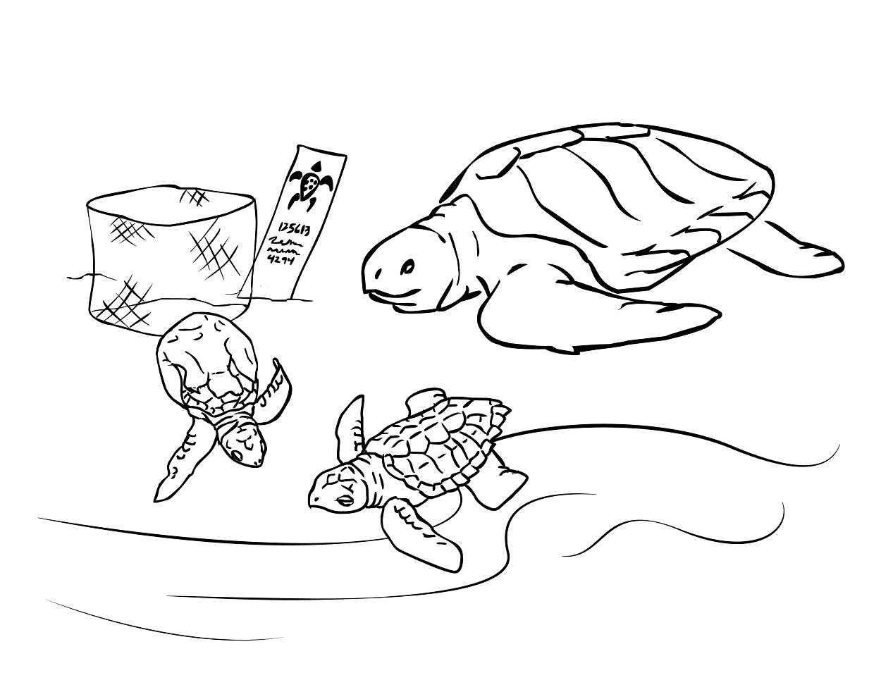 Sea Turtle Coloring Pages Printable
 Sea Turtle Coloring Pages Dory Coloring Pages