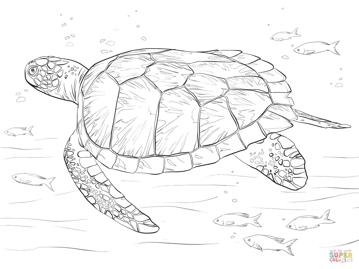 Sea Turtle Coloring Pages Printable
 Green Sea Turtle coloring page