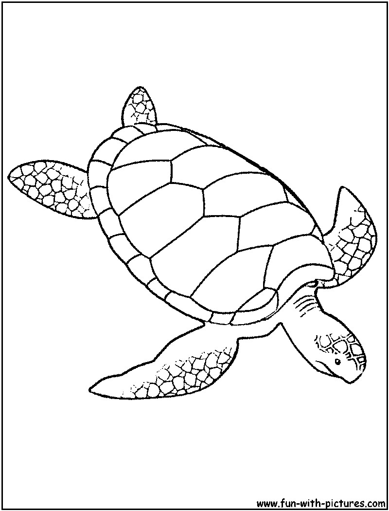 Sea Turtle Coloring Pages Printable
 Green Sea Turtle Coloring Page Sea Animals