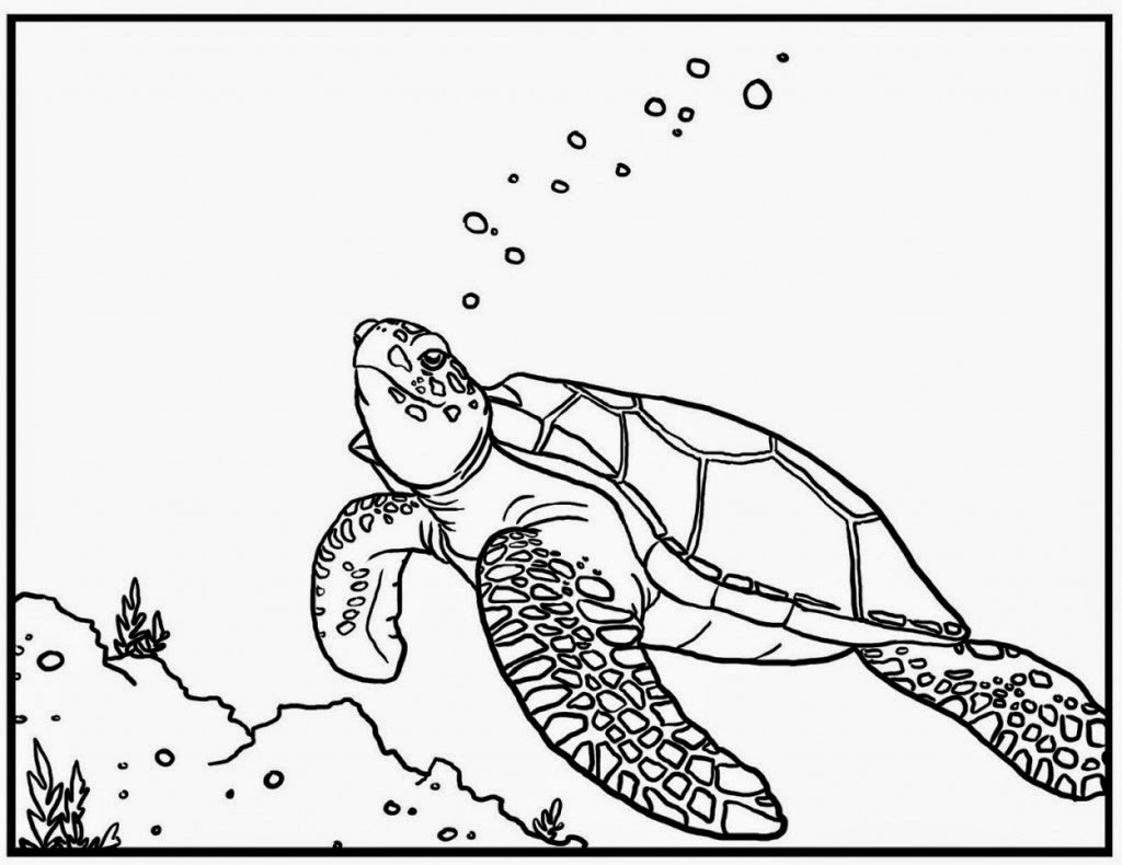 Sea Turtle Coloring Pages Printable
 NEPTUNE 911 For Kids Print and Color The Turtle Seahorse