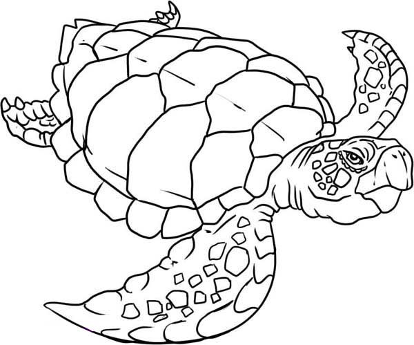 Sea Turtle Coloring Pages Printable
 Verry Old Sea Turtle Evolution Coloring Page Download