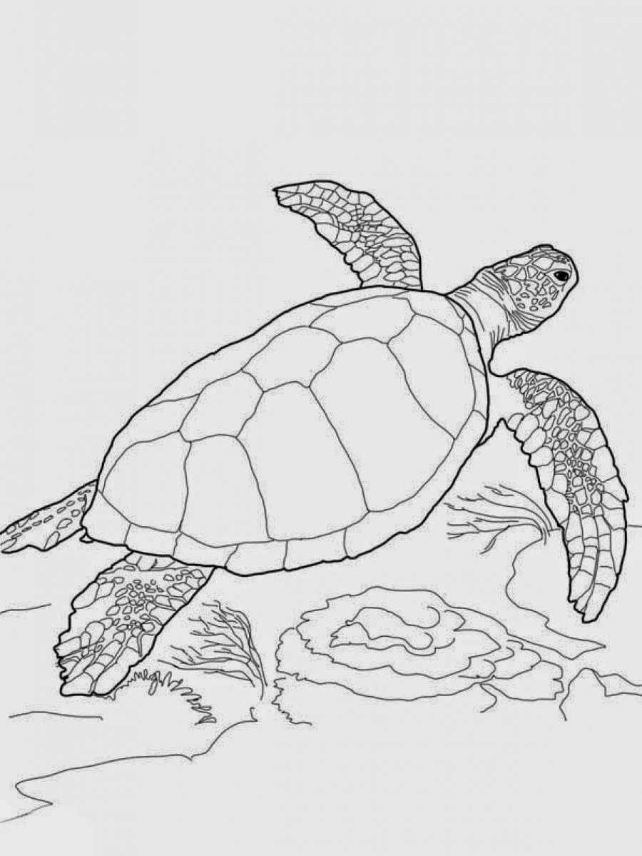 Sea Turtle Coloring Pages Printable
 Coloring Pages Turtles Free Printable Coloring Pages