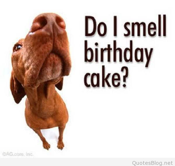 Silly Birthday Quotes
 Birthday Quotes QuotesBlog