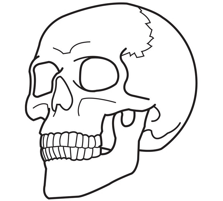 Skull Coloring Pages For Kids
 Free Printable Skull Coloring Pages For Kids