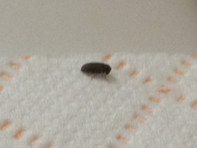 Small Black Flies In Bathroom
 Bugs In Bathtub Bathtub Designs