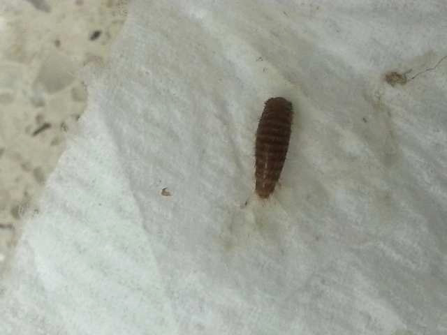 Small Black Flies In Bathroom
 White Bug In Bathroom Fresh Tiny Brown Bugs In Bedroom