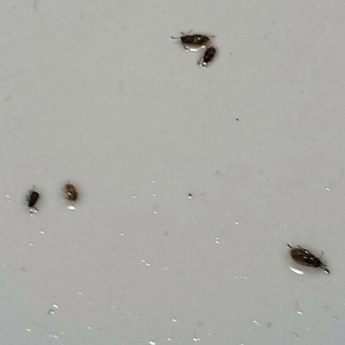 Small Black Flies In Bathroom
 32 Small Bugs In Kitchen Sink Tiny Black Beetles Small