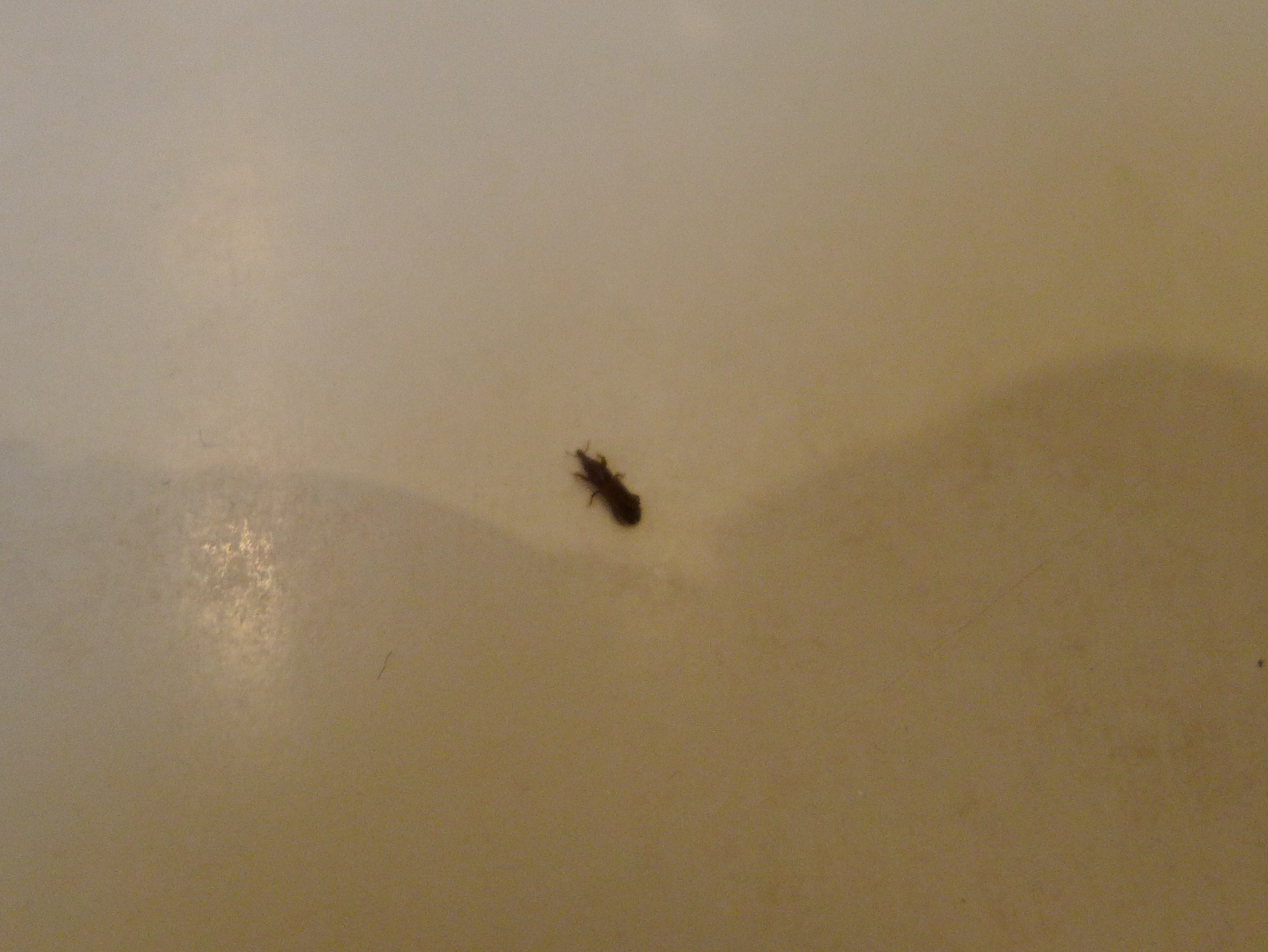 Small Black Flies In Bathroom
 Getting Rid Get Rid Springtails In Tub bedbugs