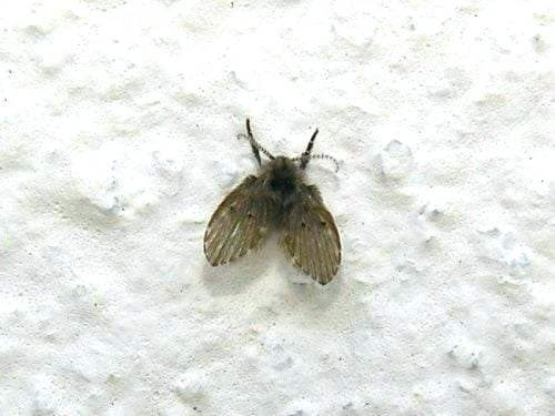 Small Black Flies In Bathroom
 little flies in house – suenoslergray