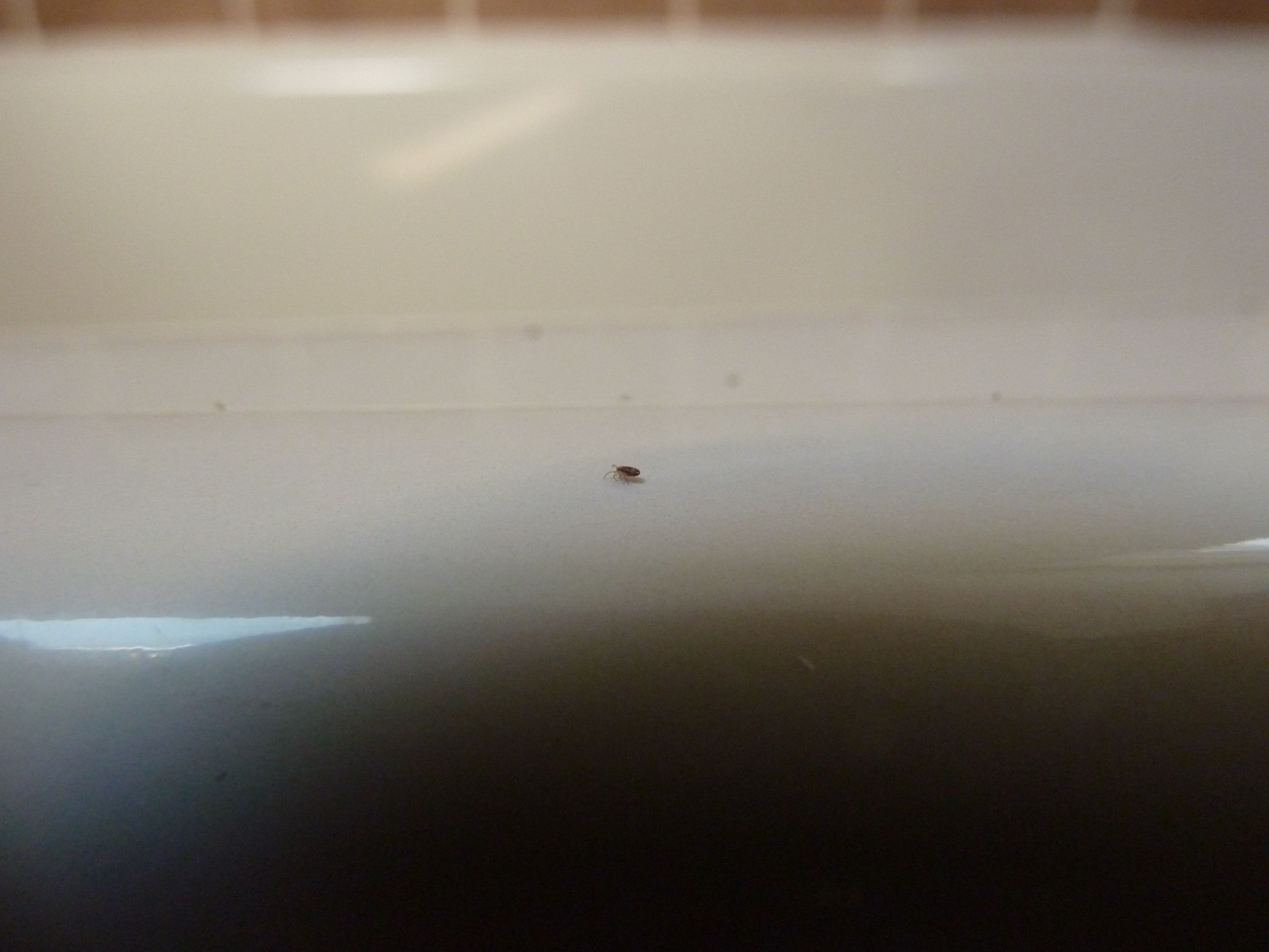Small Black Flies In Bathroom
 Tiny Black Bugs In Bathroom