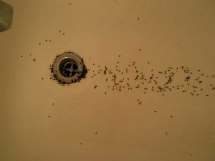 Small Black Flies In Bathroom
 small black flying bugs in house not fruit flies