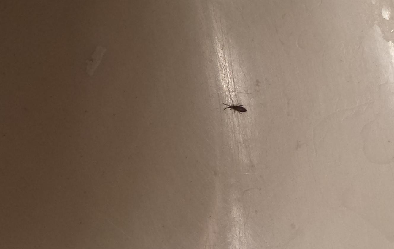 Small Black Flies In Bathroom
 Virginia Very Tiny Black Bugs In Downstairs Bathroom Sink