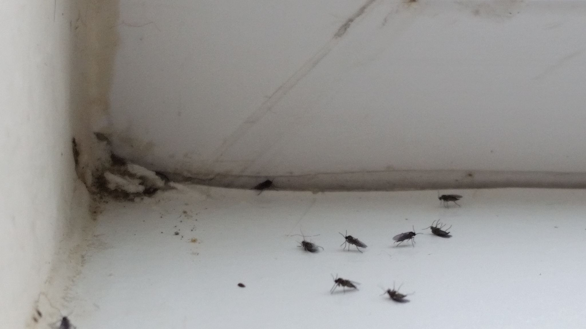 Small Black Flies In Bathroom
 Black Gnats In Bedroom High End Bathroom Vanities