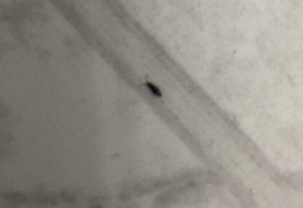 Small Black Flies In Bathroom
 What Kind of Bug Is This