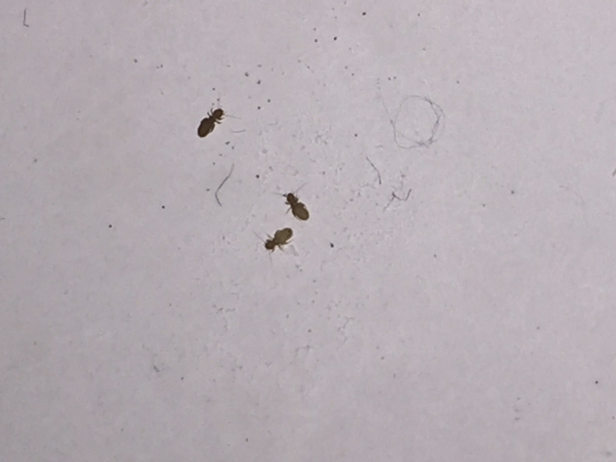 Tiny Black Bugs in Kitchen Countertop