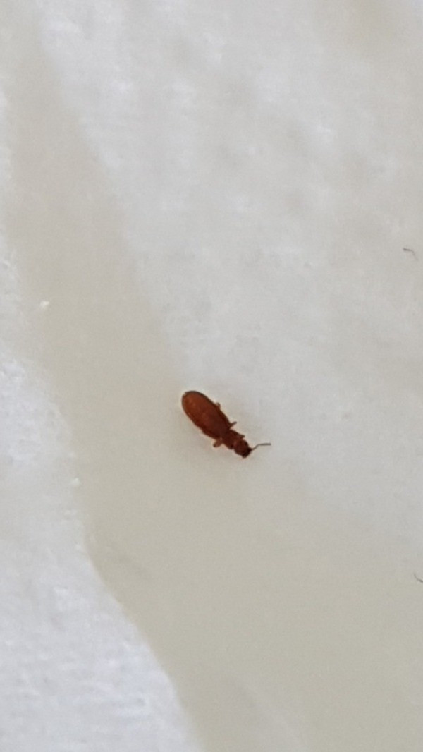 Small Black Flies In Bathroom
 Identifying a Tiny Brown Bug