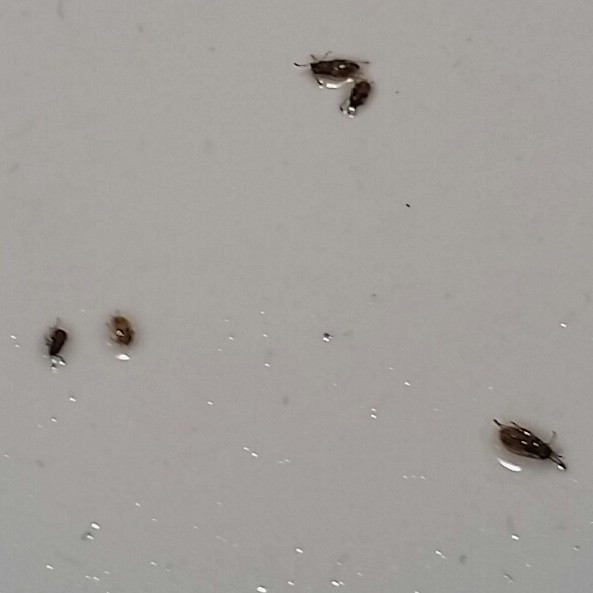 Small Black Flies In Bathroom
 Tiny Bugs In Bathroom Wild About Britain