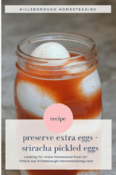 Sriracha Pickled Eggs
 Sriracha Pickled Eggs A Recipe to Preserve Your Excess Eggs