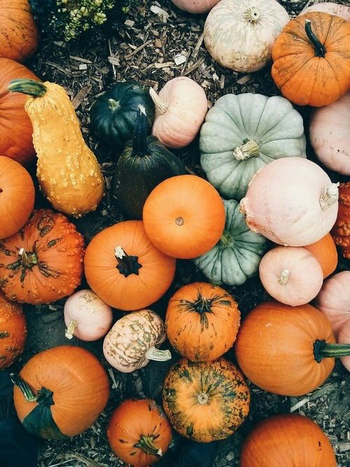 Thanksgiving Quotes Vsco
 Pumpkin Bundles s and for