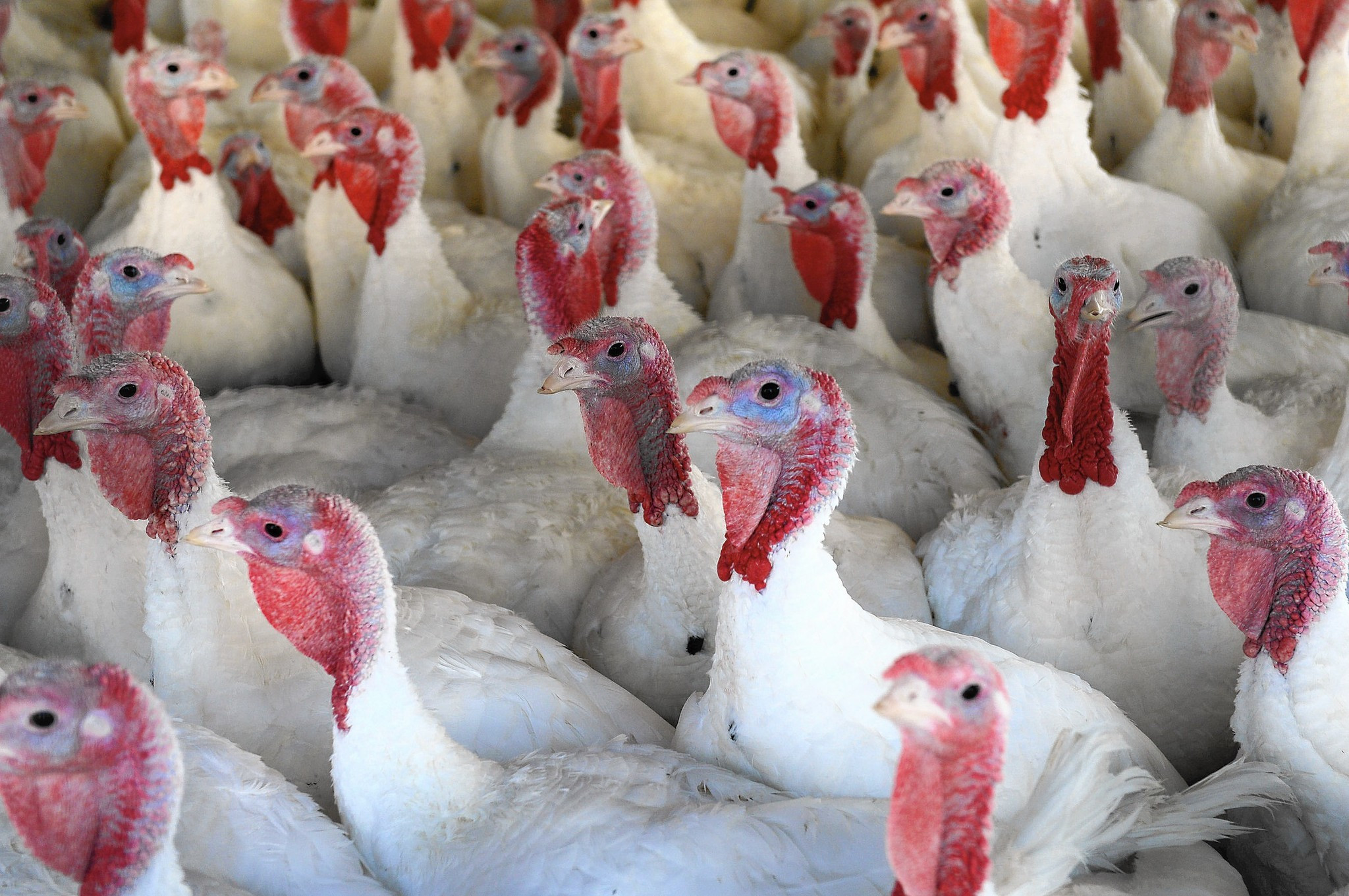 Thanksgiving Turkey Prices
 Bird flu drives up Thanksgiving turkey prices The
