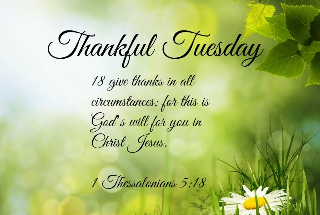 Tuesday Positive Quotes
 Thankful Tuesday Quotes QuotesGram