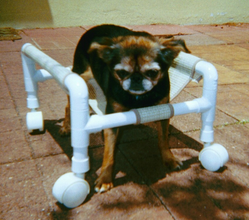 Wheelchair For Dogs DIY
 DIY