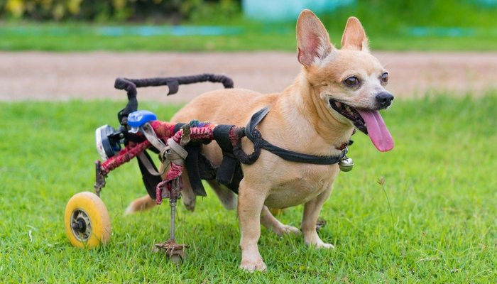 Wheelchair For Dogs DIY
 DIY Dog Wheelchair How to Make a Wheelchair for Dogs