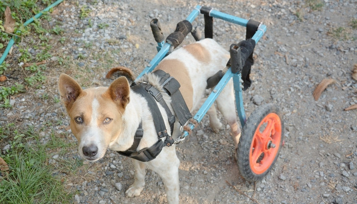 Wheelchair For Dogs DIY
 DIY Dog Wheelchair How to Make a Wheelchair for Dogs By