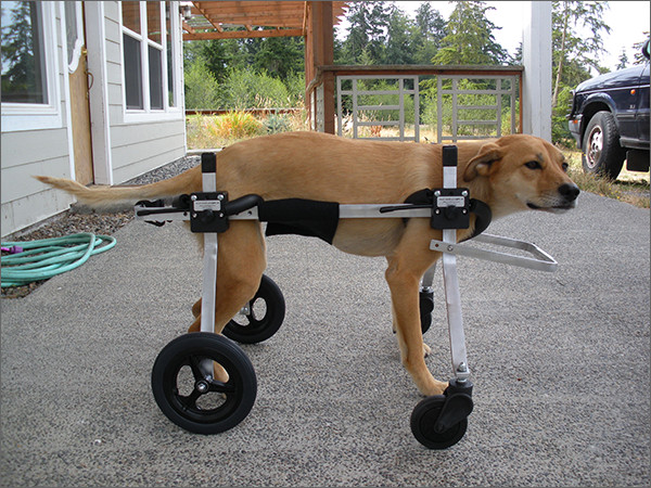 Wheelchair For Dogs DIY
 Fundraiser by McKeancounty Spca The Grizz Fund