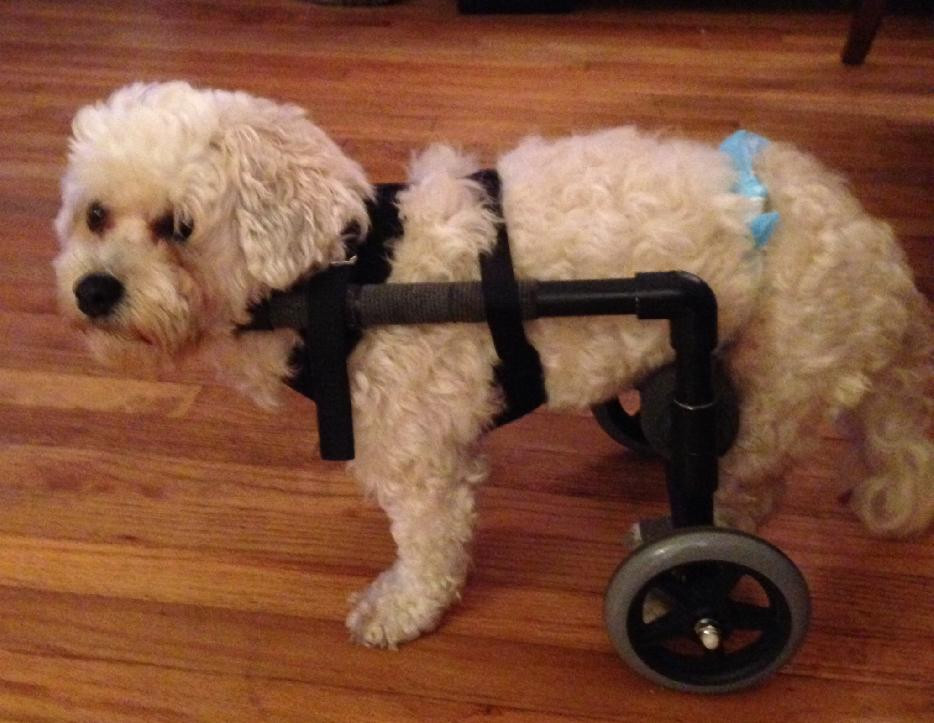 Wheelchair For Dogs DIY
 Adorable Animals and Their Tiny Wheelchairs Roo the