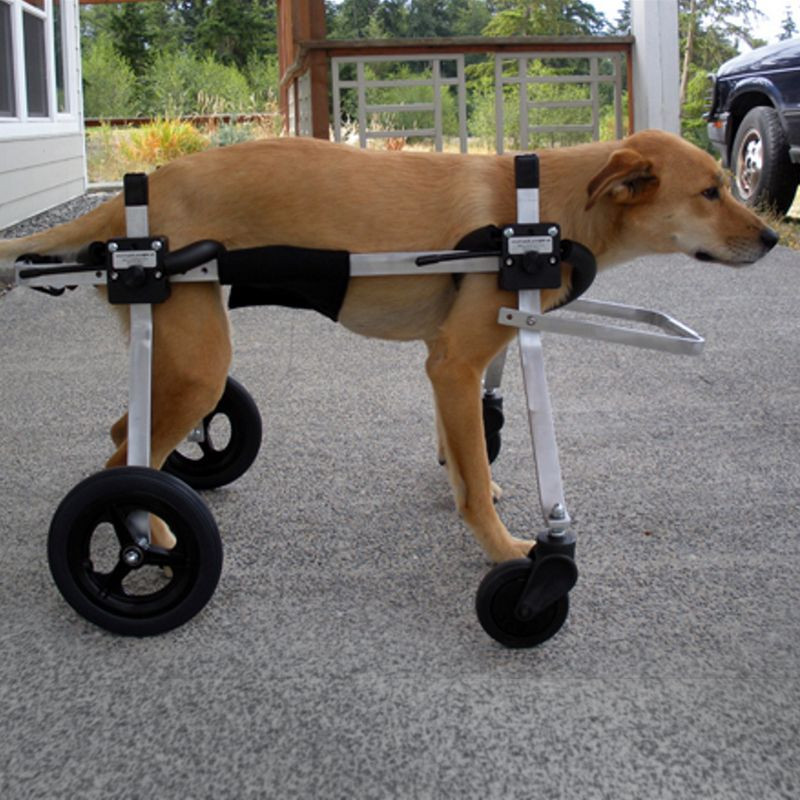 Wheelchair For Dogs DIY
 Pin by Mama Marci on animal prosthesis