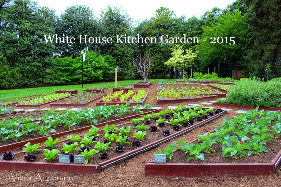 Whitehouse Kitchen Garden
 Still Fab and Traveling A Tour The White House Gardens