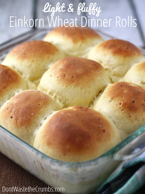Whole Foods Thanksgiving Dinner Review
 Light and Fluffy Einkorn Dinner Rolls