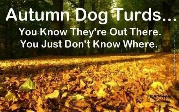 Fall Quotes And Sayings Funny
 Funny Autumn Quotes QuotesGram
