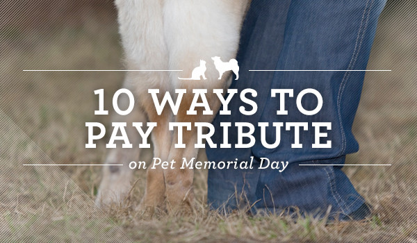 Memorial Day Tribute Ideas
 National Pet Memorial Day 10 Ways to Pay Tribute to Your