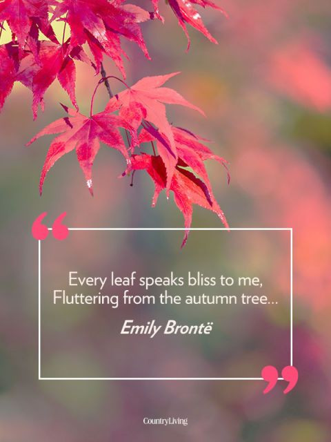 Quotes About Fall And Love
 42 Quotes That Will Make You Fall in Love With Autumn
