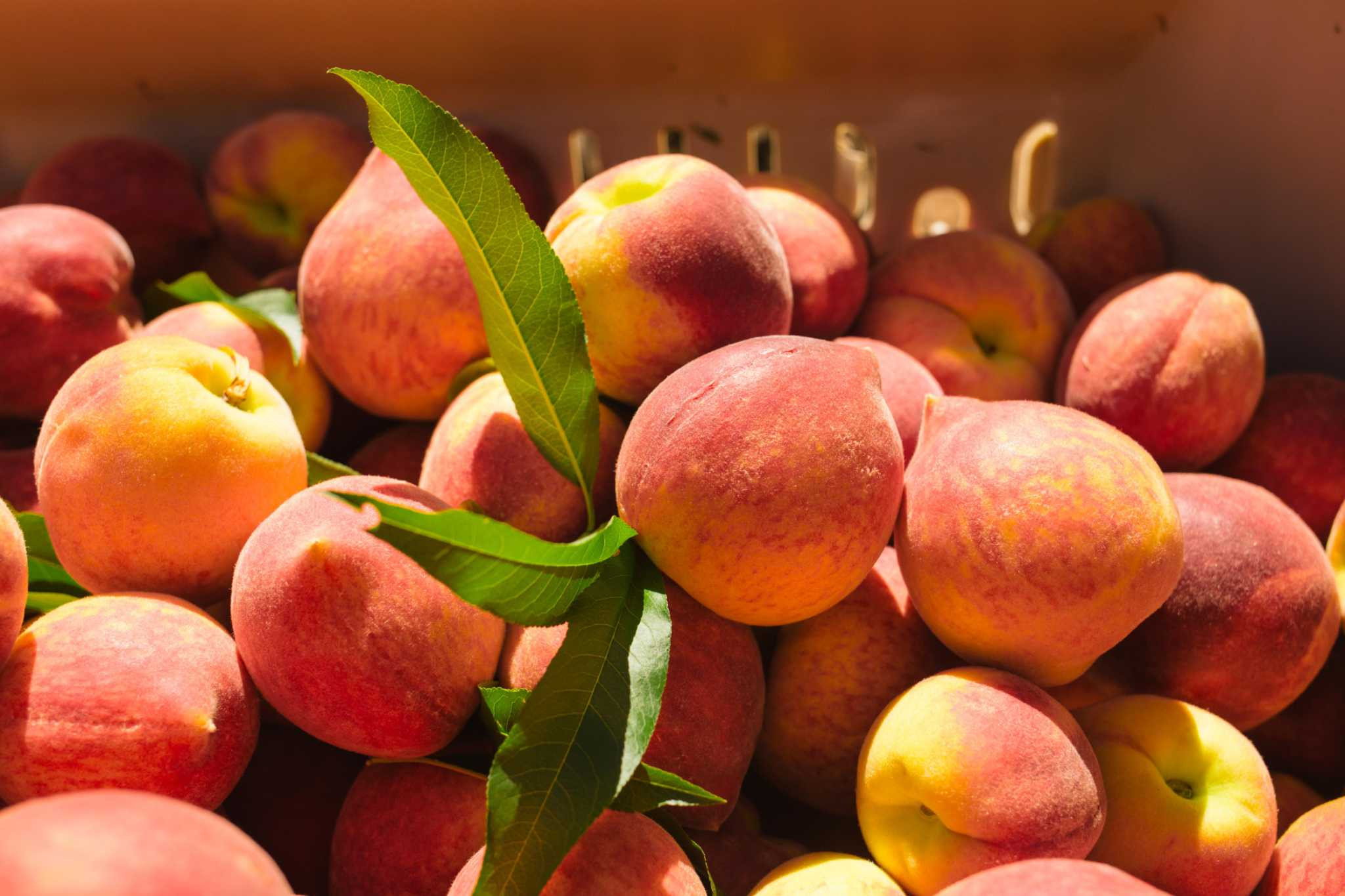 Summer Food Florida
 Georgia peaches for sale fresh off the truck June 5 in San