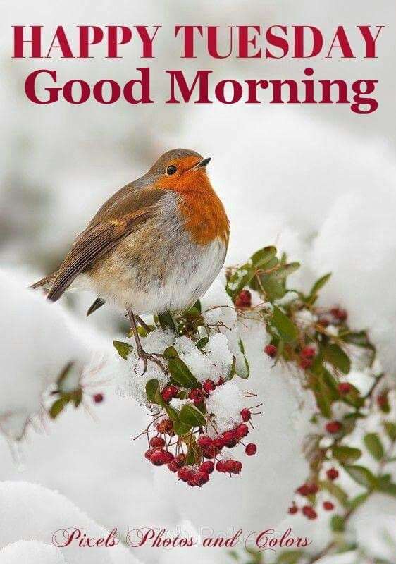 Winter Morning Quotes
 Happy Tuesday Good Morning Winter Quote s
