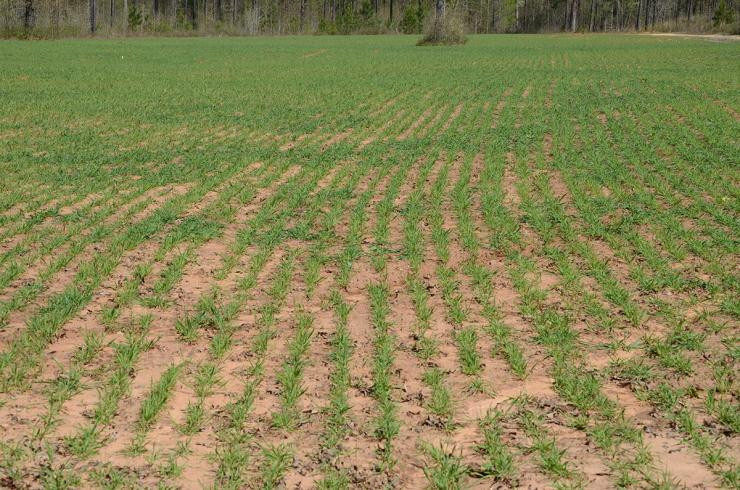 Winter Rye Food Plot
 Food Plot Seed How to Plant Cereal Rye