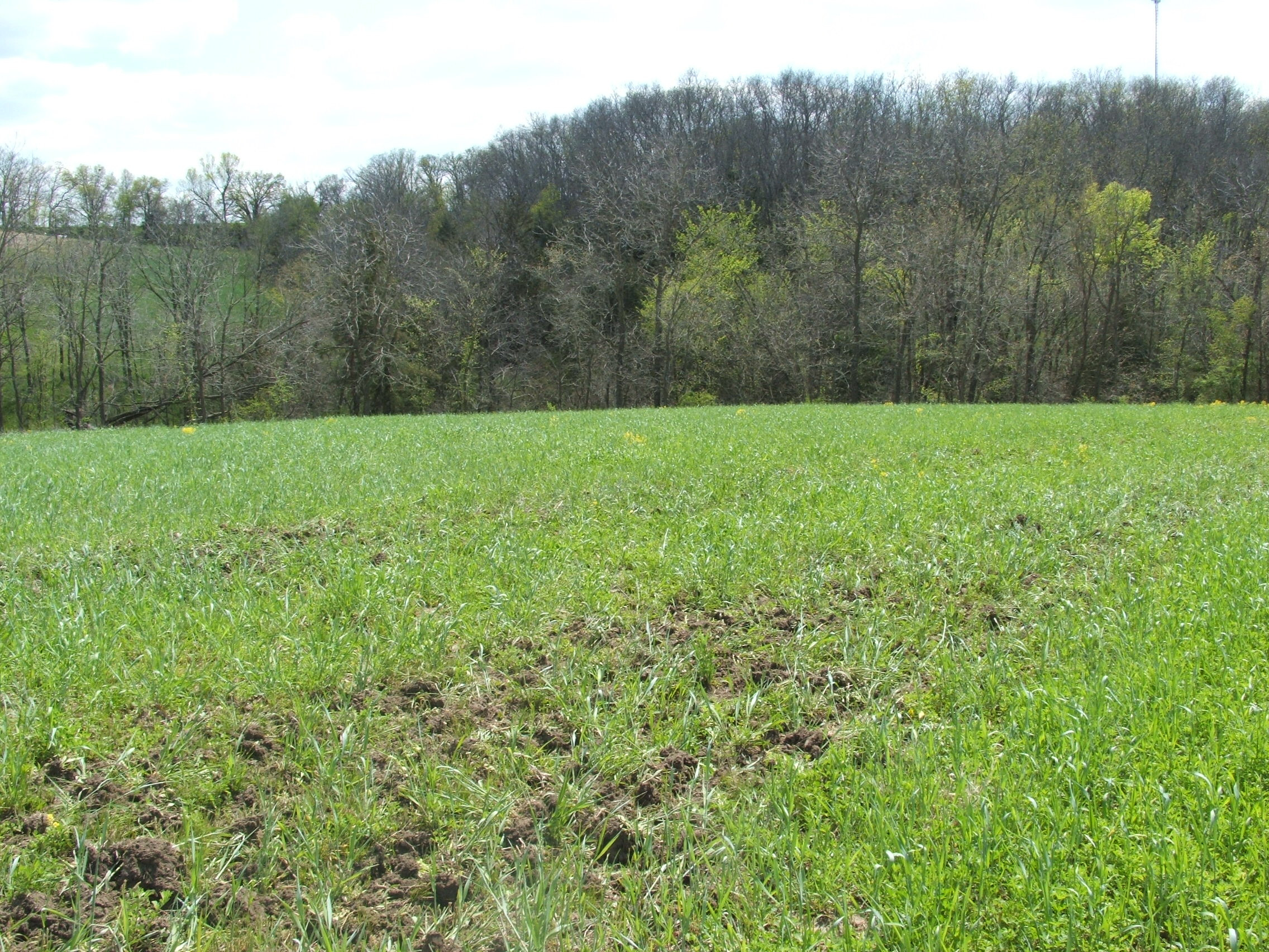 Winter Rye Food Plot
 Overseeding Soybeans with Winter Rye Iowa Outfitters