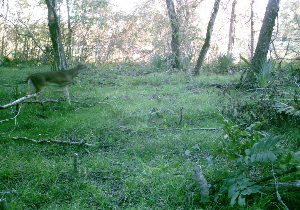 Winter Rye Food Plot
 THE CASUAL APPROACH TO FOOD PLOTS