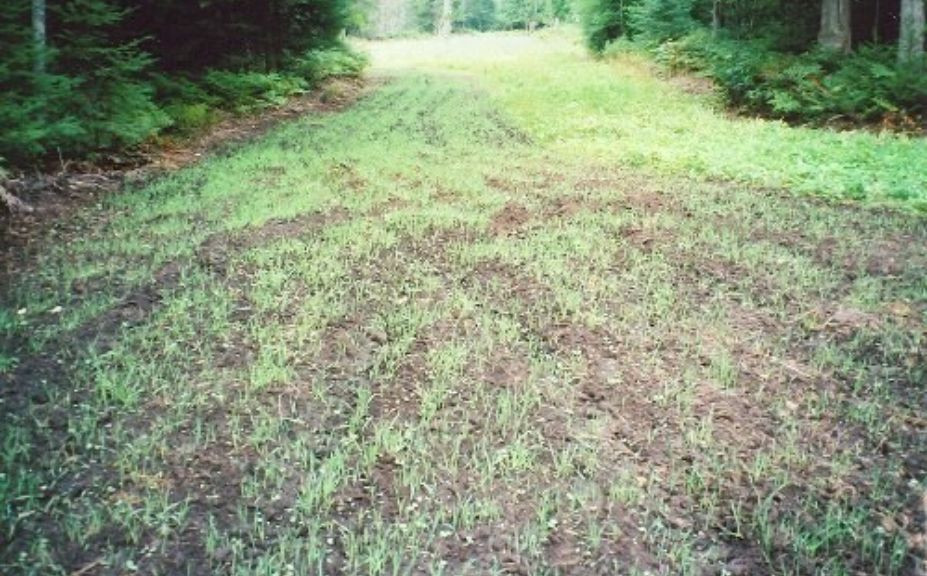 Winter Rye Food Plot
 The Power of Winter Rye for Whitetail Food Plots
