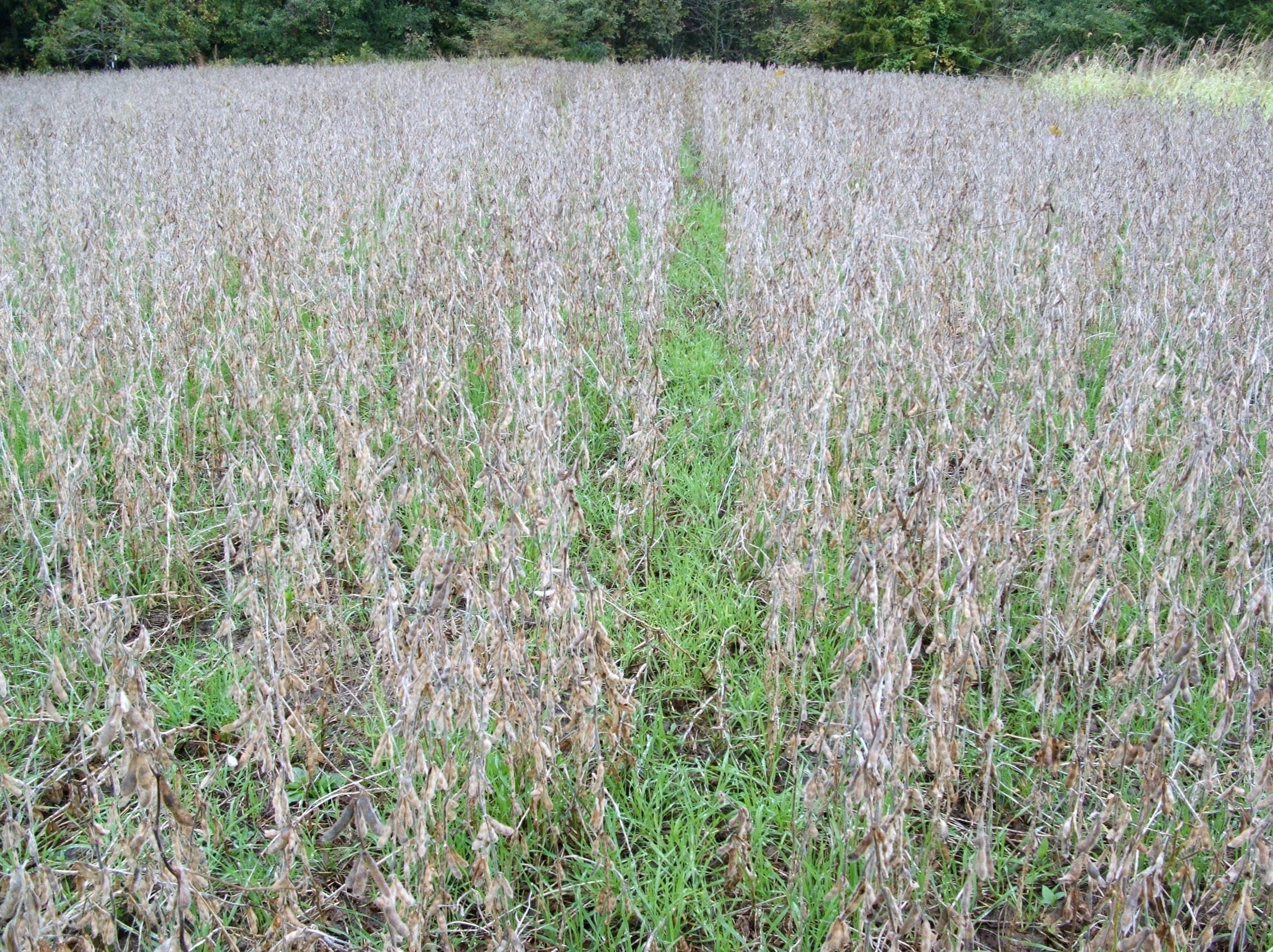 Winter Rye Food Plot
 Overseeding Soybeans with Winter Rye Iowa Outfitters