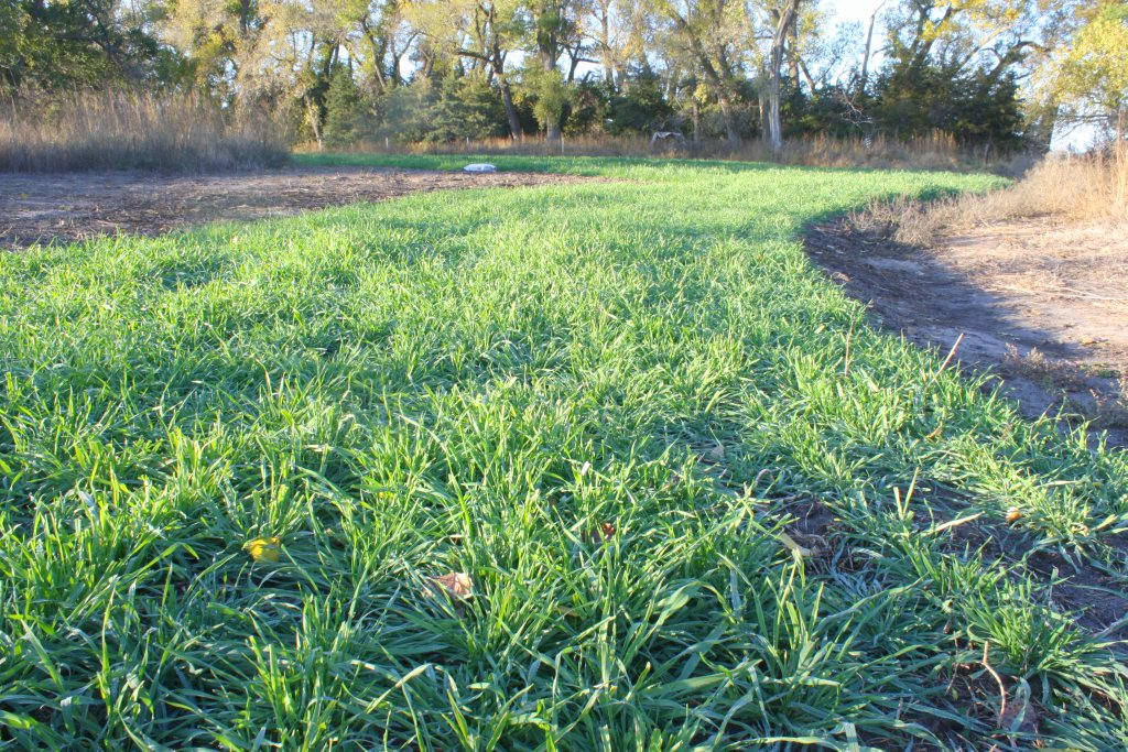 Winter Rye Food Plot
 Winter Rye The Poor Man s Foodplot With Big Results